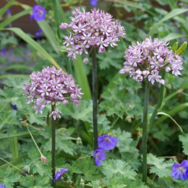 Allium Pink Jewel